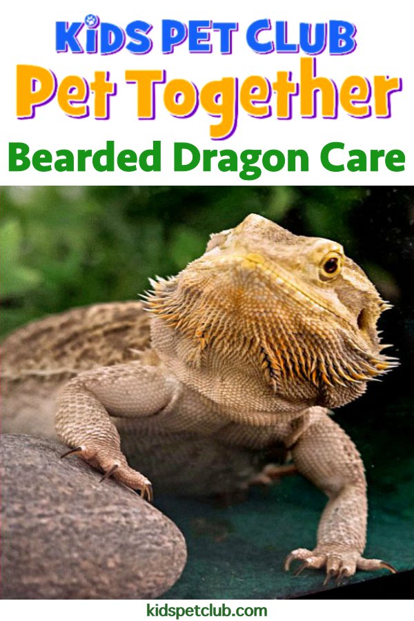 Bearded Dragon Care - Kids' Pet Club Pet Together