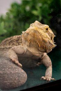 Leo the lizard Kids' Pet Club