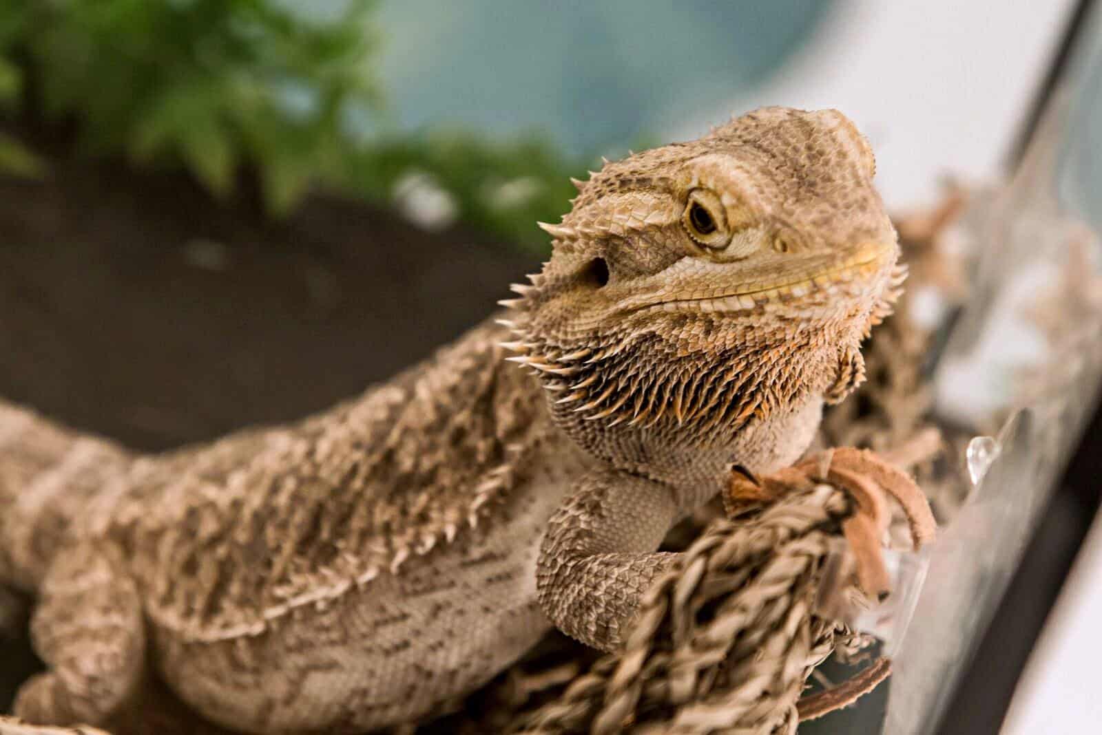 Leo the Lizard Bearded Dragon Kids' Pet Club