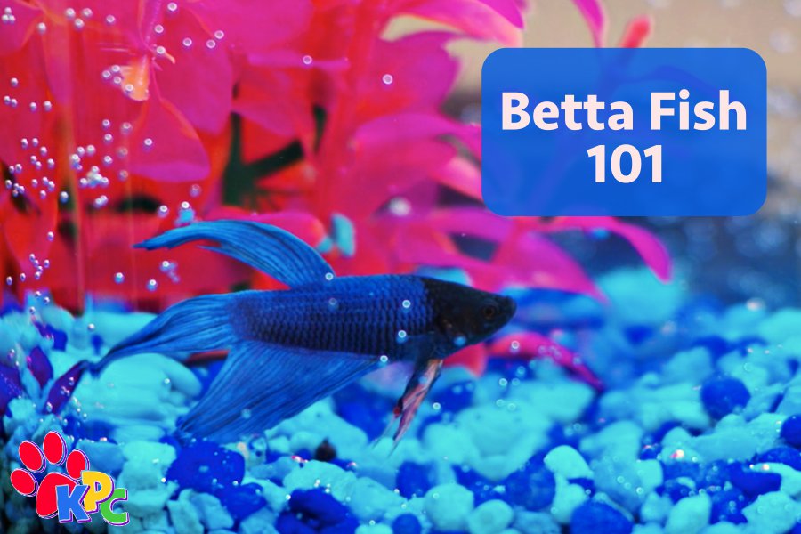 Betta Fish 101