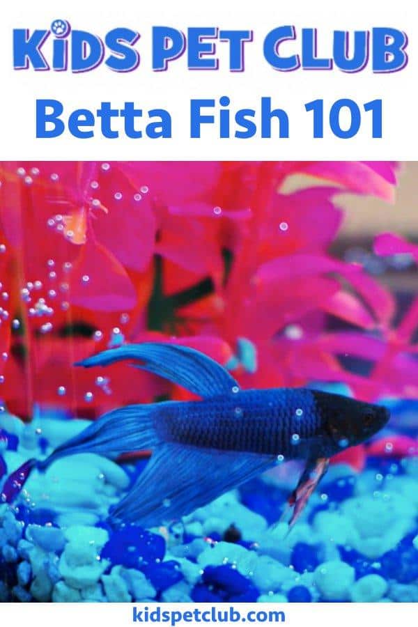 Betta Fish 101 - Kids' Pet Club Facts