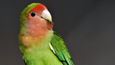 Key Facts You Need to Know About Pet Birds